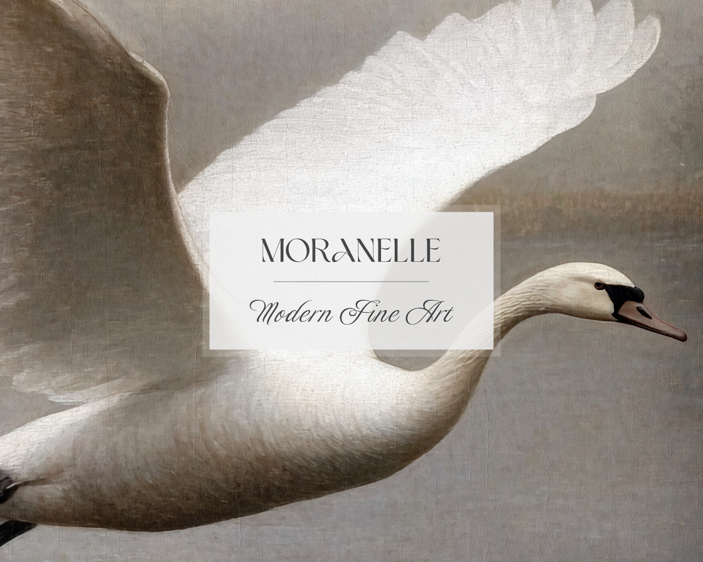 Swan in flight with 'Moranelle Modern Fine Art' label on a neutral background