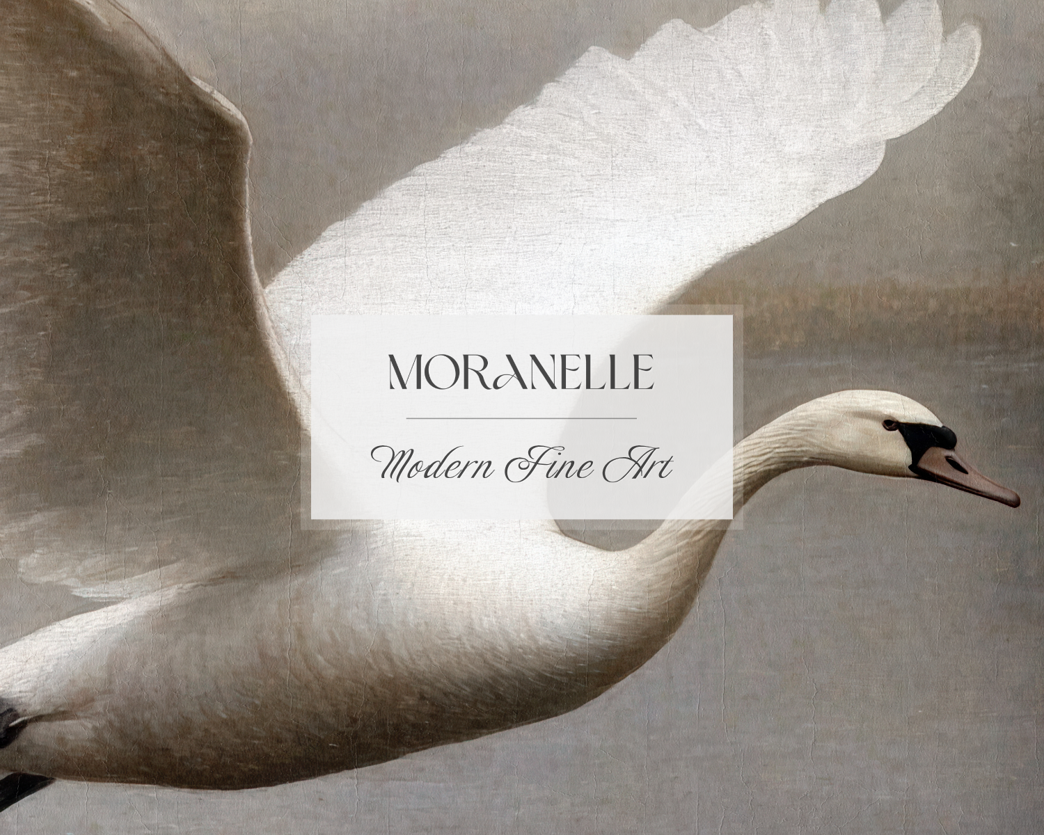 Swan in flight with 'Moranelle Modern Fine Art' label on a neutral background