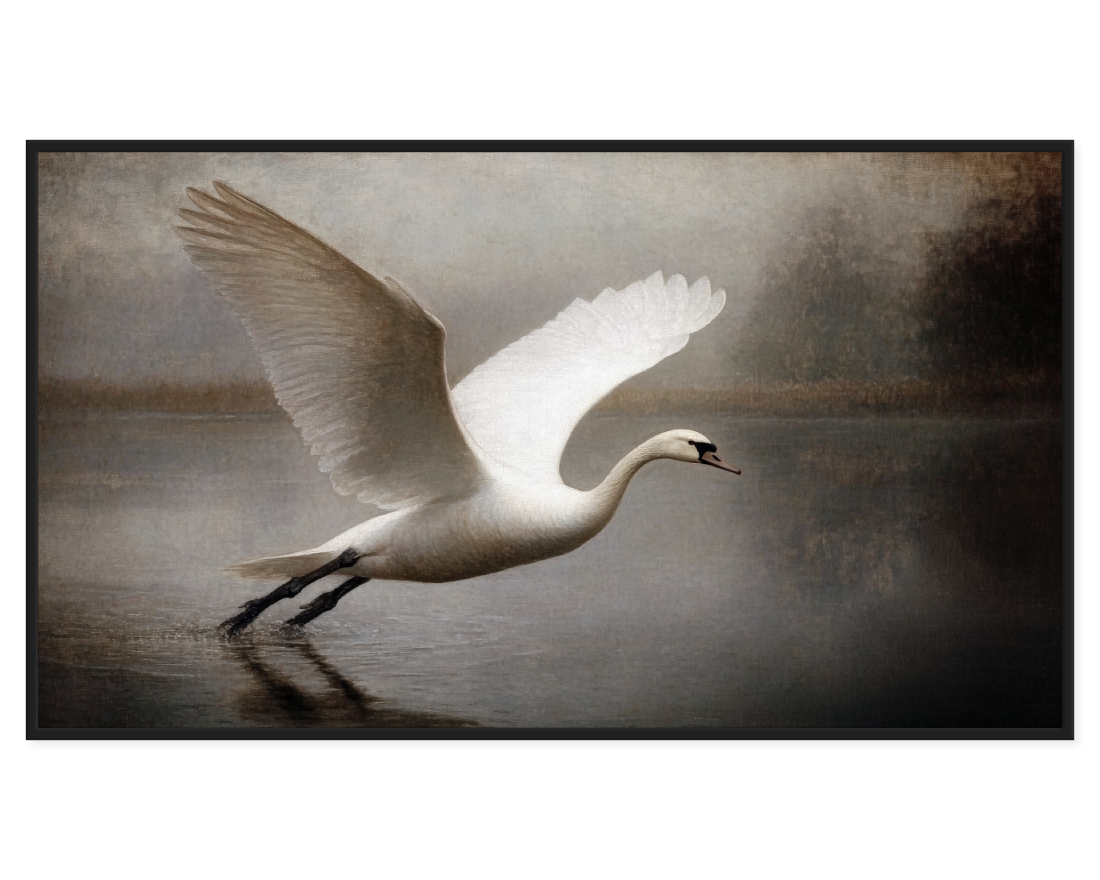 White swan taking off from water with a blurred background