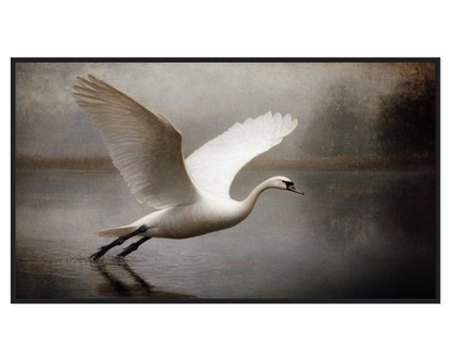 White swan taking off from water with a blurred background