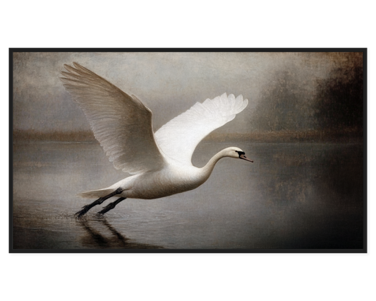 White swan taking off from water with a blurred background