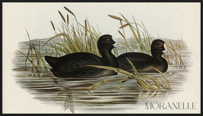 australian coot fulica australis elizabeth gould - full painting reproduction, digital download for Samsung Frame TV.