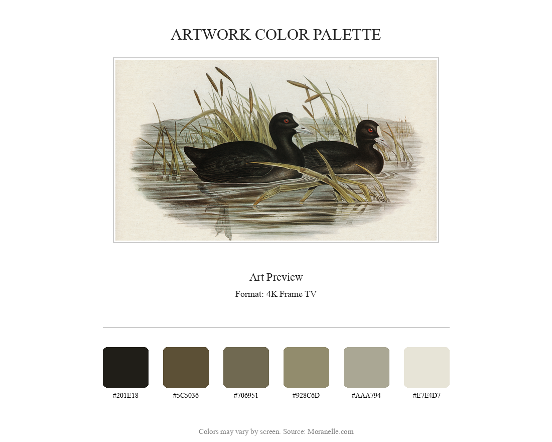 australian coot fulica australis elizabeth gould - curated color palette inspired by the original artwork, ideal for home decor coordination.