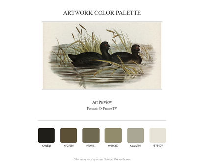 australian coot fulica australis elizabeth gould - curated color palette inspired by the original artwork, ideal for home decor coordination.