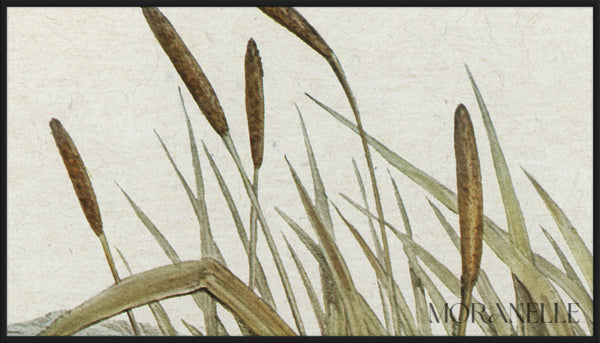 australian coot fulica australis elizabeth gould - painting details, digital download for Samsung Frame TV.