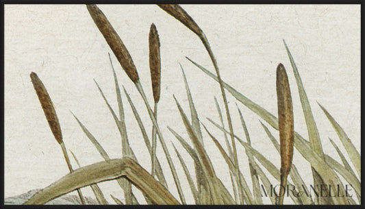 australian coot fulica australis elizabeth gould - painting details, digital download for Samsung Frame TV.