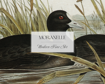 australian coot fulica australis elizabeth gould - close-up view highlighting texture, brushwork, and fine details of the painting.