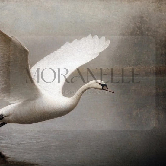 Video of a painting Swan flying over lake.