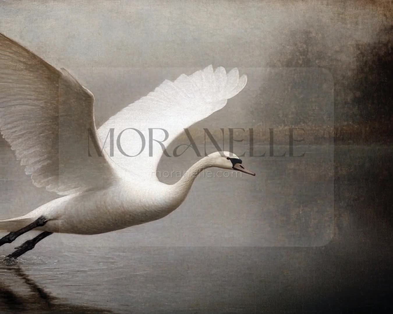 Video of a painting Swan flying over lake.