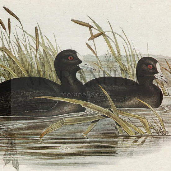 australian coot fulica australis elizabeth gould - short video preview showing how the painting appears on Samsung Frame TV.