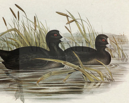 australian coot fulica australis elizabeth gould - short video preview showing how the painting appears on Samsung Frame TV.