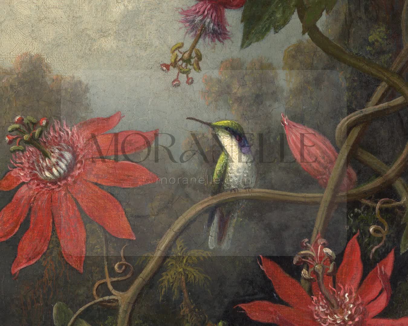 Martin Johnson Heade Hummingbird and Passionflowers - short video preview showing how the painting appears on Samsung Frame TV.